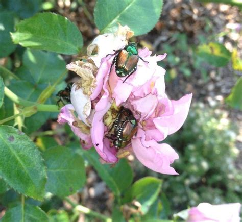 Make Your Own Natural Spray for Japanese Beetles - FineGardening ...