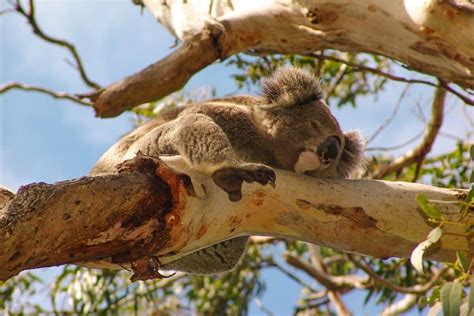 Wildlife in Sydney - A guide to finding wildlife in and around Sydney