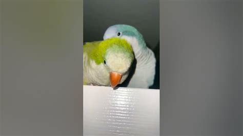 Quaker parrot grooming | Monk Parakeet bonding - YouTube