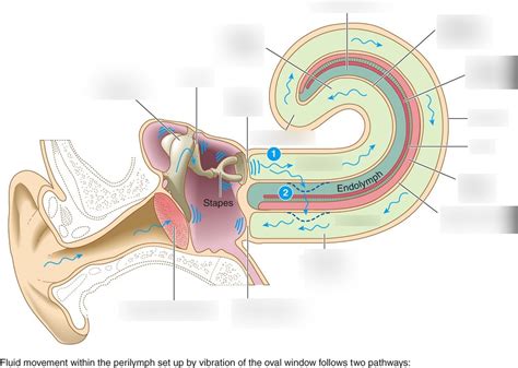 Our Hearing Sense Diagram | Quizlet