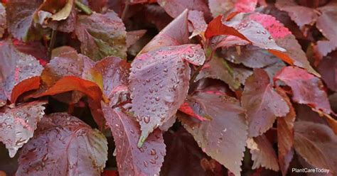 Copper Leaf Plant Care: How To Grow Acalypha Wilkesiana