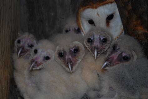 baby Barn Owls | Baby barn owl, Baby barn, Barn owl