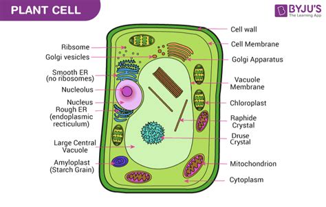 Plant And Animal Cell Chart