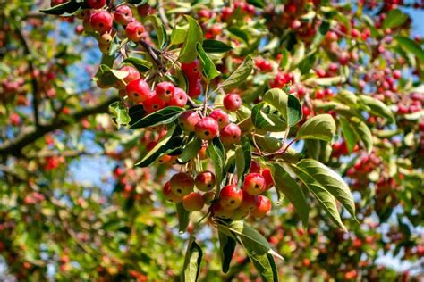 Crabapple Tree Not Leafing Out - What To Do?