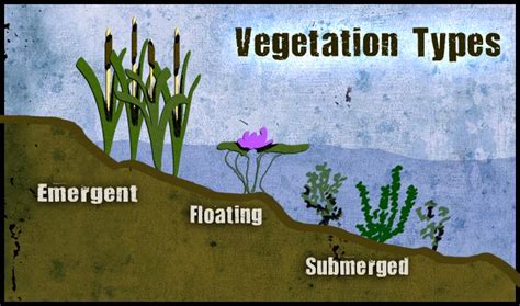 Wetlands Biome - Untamed Science