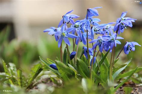 Siberian squill - Nice wallpapers: 2048x1365