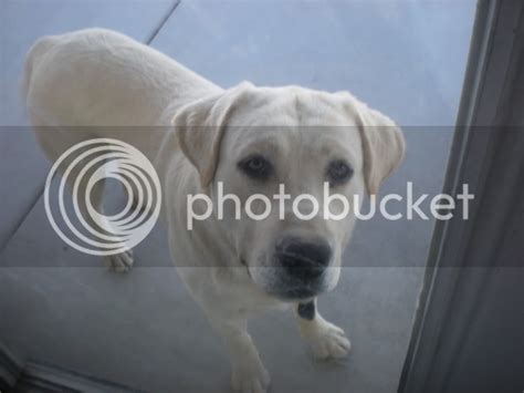 AKC White BlockHead Lab Puppies!!! - Honda-Tech - Honda Forum Discussion