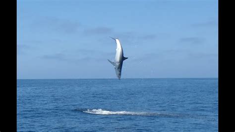 Jumping Mako - Flying Mako Shark Tournament 2012 Uncut Full - YouTube