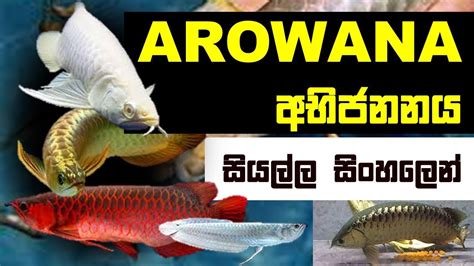 How to breed Arowana | SINHALA | Arowana BREEDING , MISTAKES , DIFFICULTY| All about Arowana ...