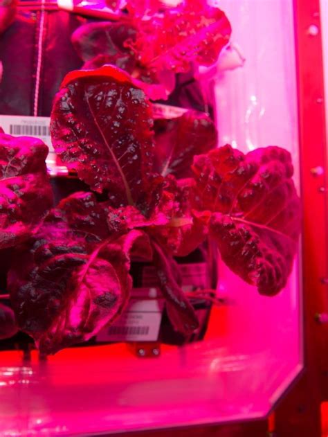 Plants grown on International Space Station – News9Live