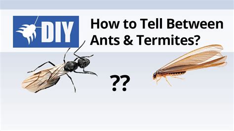 Identify Termites Vs Winged Ant