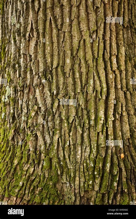 A view of oak tree bark texture Stock Photo - Alamy