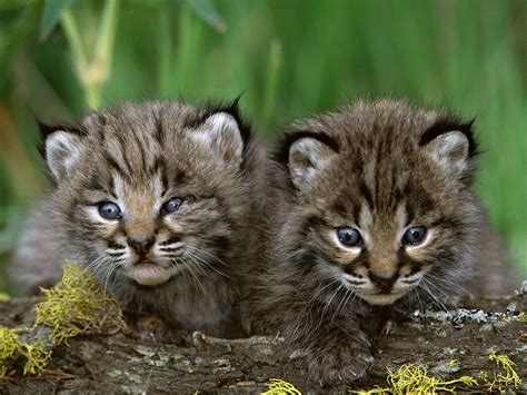 Animal Unique: Bobcat