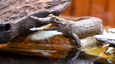 Newport Aquarium KY welcomes three endangered baby crocodiles | Lexington Herald Leader