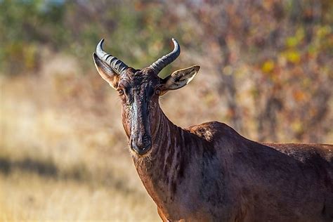 South African Animals — Animals Native to South Africa - WorldAtlas.com