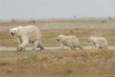 polar bear denning areas Archives - Churchill Wild Polar Bear Tours