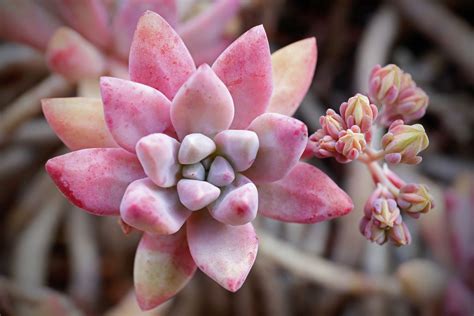 13 Best Low-Maintenance Succulents to Grow Outdoors