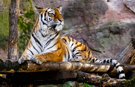 Free Images : animal, recreation, wildlife, zoo, jungle, predator, fauna, tiger, attention, big ...