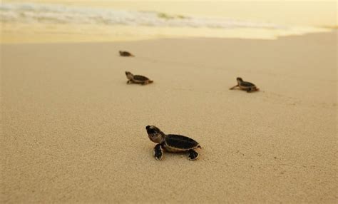 Baby Hawksbill Turtles hatch at Al Taweelah beach - The Filipino Times