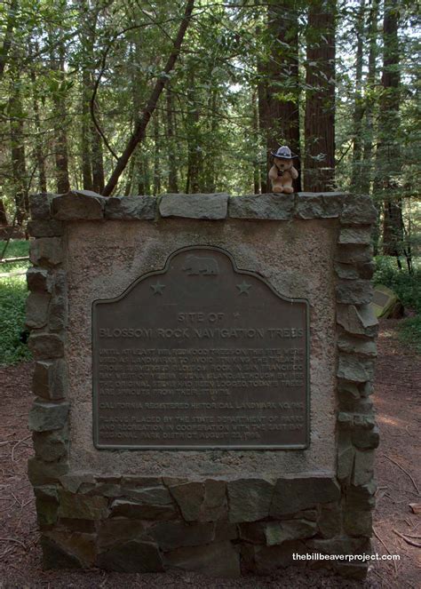 Site of Blossom Rock Navigation Trees (Landmark #962)! - The Bill Beaver Project