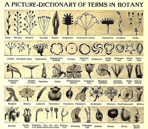 Scientific Illustration