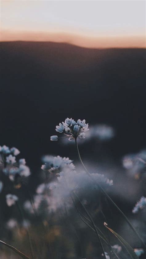 Flowers, , And Nature - You Re In A Dark Place HD phone wallpaper | Pxfuel