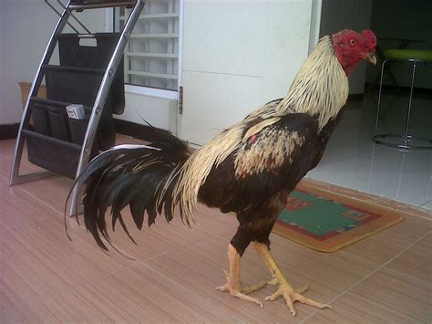 Ayam Bangkok Kandang "HERO": gambar ayam bangkok jawara