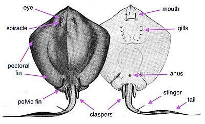 the parts of an animal's body are labeled in this diagram, with labels