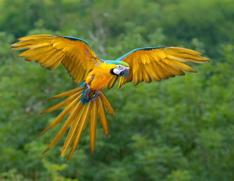 Blue-and-Yellow Macaws Communicate Visually with Blushing, Ruffled ...