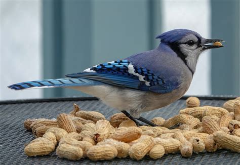 Gale's Photo and Birding Blog: Blue Jays Love Peanuts!