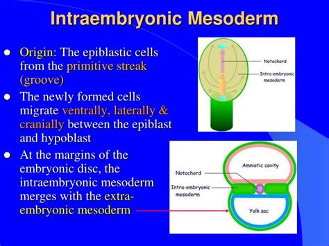 PPT - Intraembryonic Mesoderm PowerPoint Presentation - ID:6214523