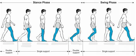 Gait Cycle - Diagram Diagram | Quizlet