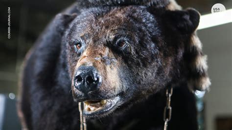 True crime: The real story behind 'Cocaine Bear' | Flipboard