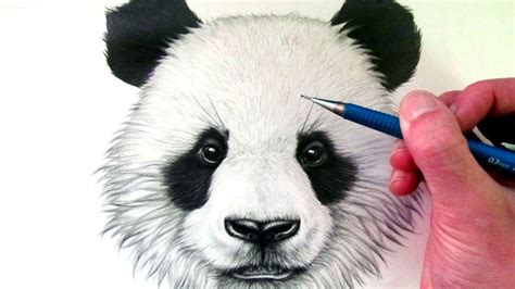 How to Draw a Panda Bear | Panda drawing, Panda bear tattoos, Panda art