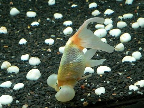 Bubble Eye Goldfish Care Guide - Your Aquarium Place