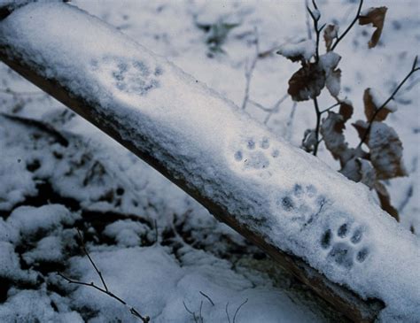 List Of Bobcat Animal Tracks In Snow Ideas