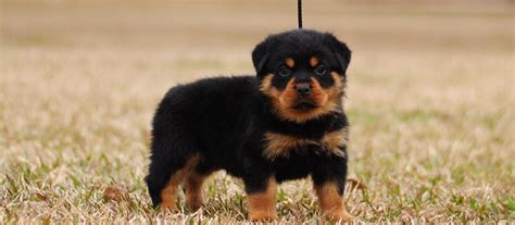 59 Best Images Rottweiler Puppies For Sale Mn / Rottweiler Puppies For ...