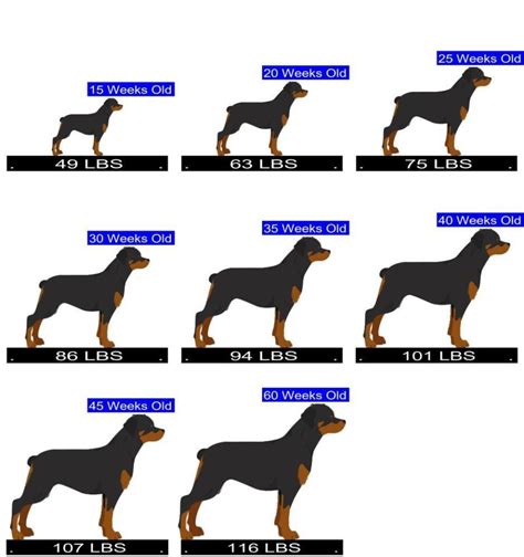 Rottweiler Growth Chart. Rottweiler Weight Calculator.