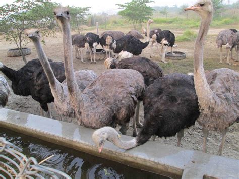 Ostrich farming | Ostrich, Ostriches, Animals and pets