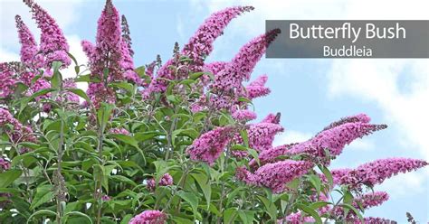 Buddleia Butterfly Bush Care: How To Grow And Care For Buddleia Plants