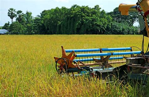 Combine Harvester Machine Harvesting Ripe Rice Plants in the Golden ...