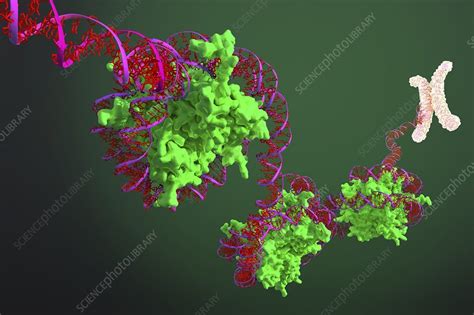 DNA packaging, illustration - Stock Image - C049/0817 - Science Photo ...