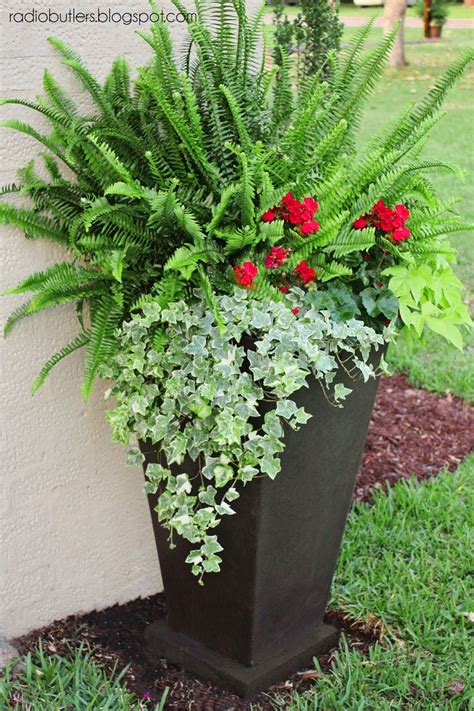 How To Grow Ferns Outdoors In Pots | Home and Garden Reference