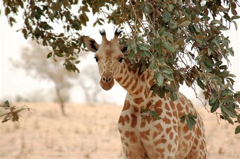 Nigerian Animal of the Week - Week 3: West African giraffe : r/Nigeria