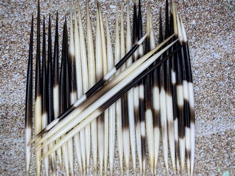 Porcupine Quill 46 African Porcupine Quills Needles - Etsy | Porcupine quills, Quilling, Beach diy