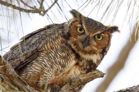 Are Owls Dangerous? - defendersblog