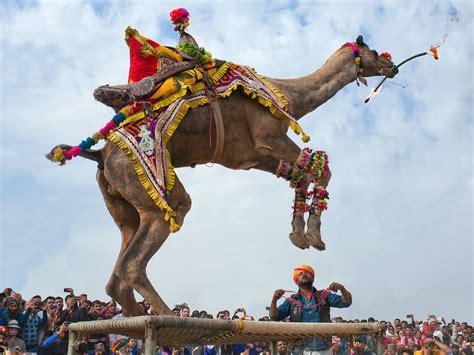 Rajasthan’s epic camel festival is two days of fur-cutting, dancing ...