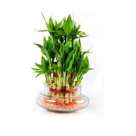 Feng Shui Bamboo Plant For Decoration Rs 450 Crazyflora Id 6317842912