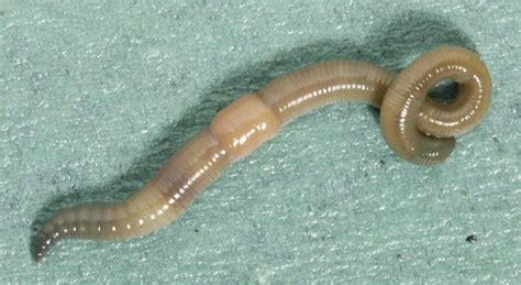 21 Types of Earthworms » Learn More Amazing Facts