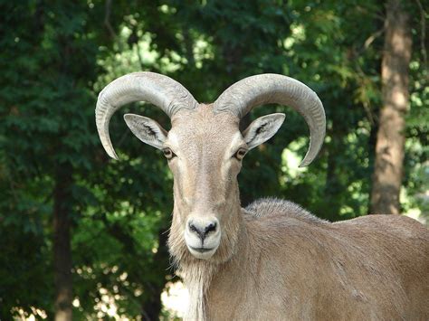 Free Aoudad Stock Photo - FreeImages.com